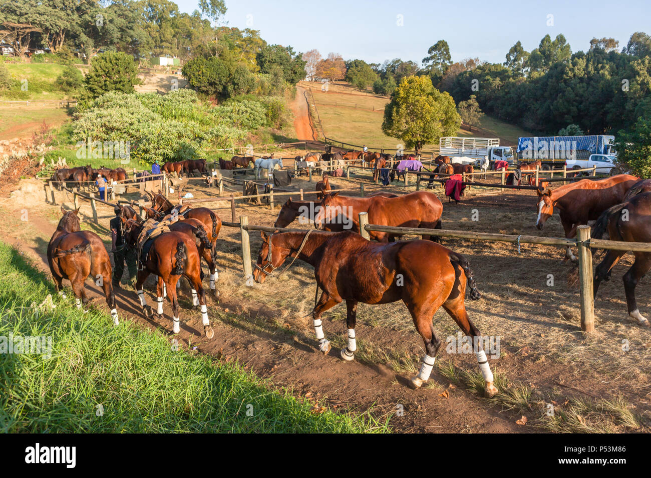 Polo pony horses grouped together in paddocks eating resting end of equestrian game. Stock Photo