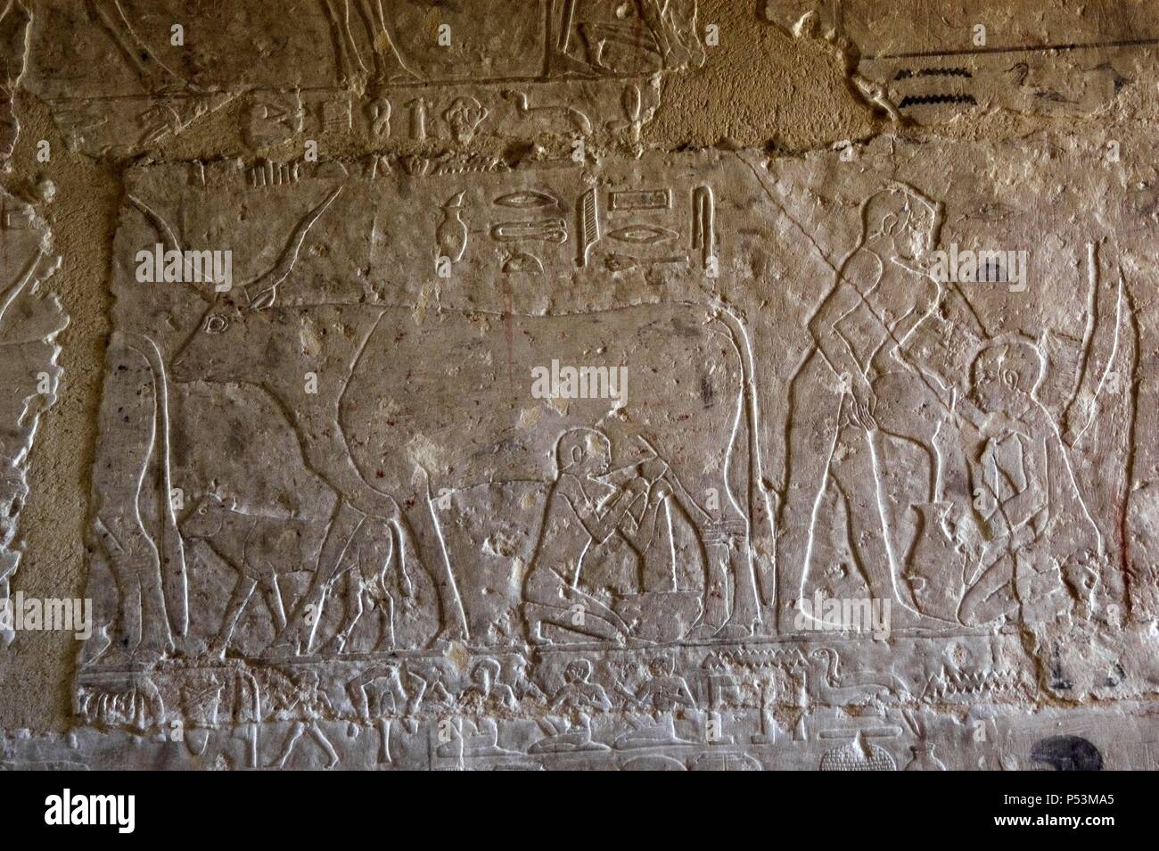 Egyptian Art. Necropolis of Saqqara. Mastaba. Relief. Milking a cow. 5th Dynasty. Old Kingdom. Saqqara. Egypt. Stock Photo