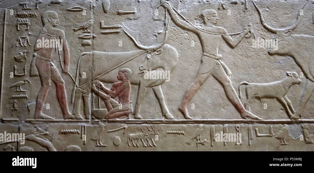 Egypt. Necropolis of Saqqara. Mastaba of Kagemni (2350 BC). Chief Justice and vizier of the Pharaoh Teti. Polychrome relief depicting the cattle raising. Milking a cow. 6th Dynasty. Old Kingdom. Stock Photo