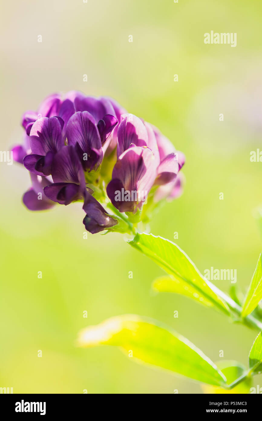 Purple wild delicate flowers in grass , ecology Stock Photo Alamy
