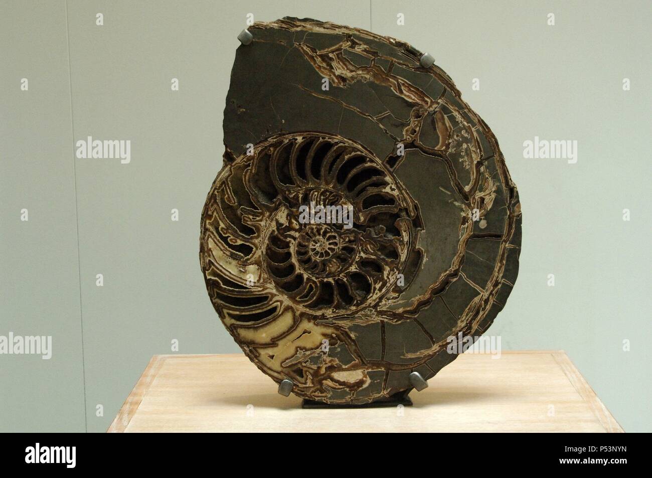 Ammonites. Asteroceras stellare. Initial Jurassic Period. Natural History Museum. London. United Kingdom. Stock Photo