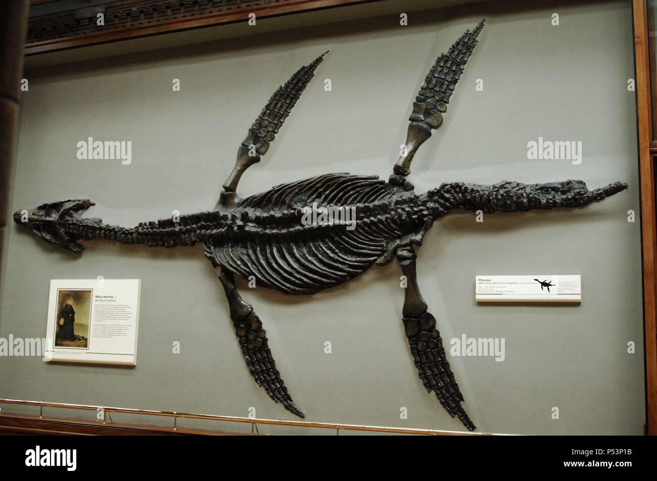 Skeleton of a Pliosaur (Rhomaleosaurus cramptoni). 187-178 million years old. Lower Jurassic. Kettleness, Yorkshire. Natural History Museum. London. United Kingdom. Stock Photo
