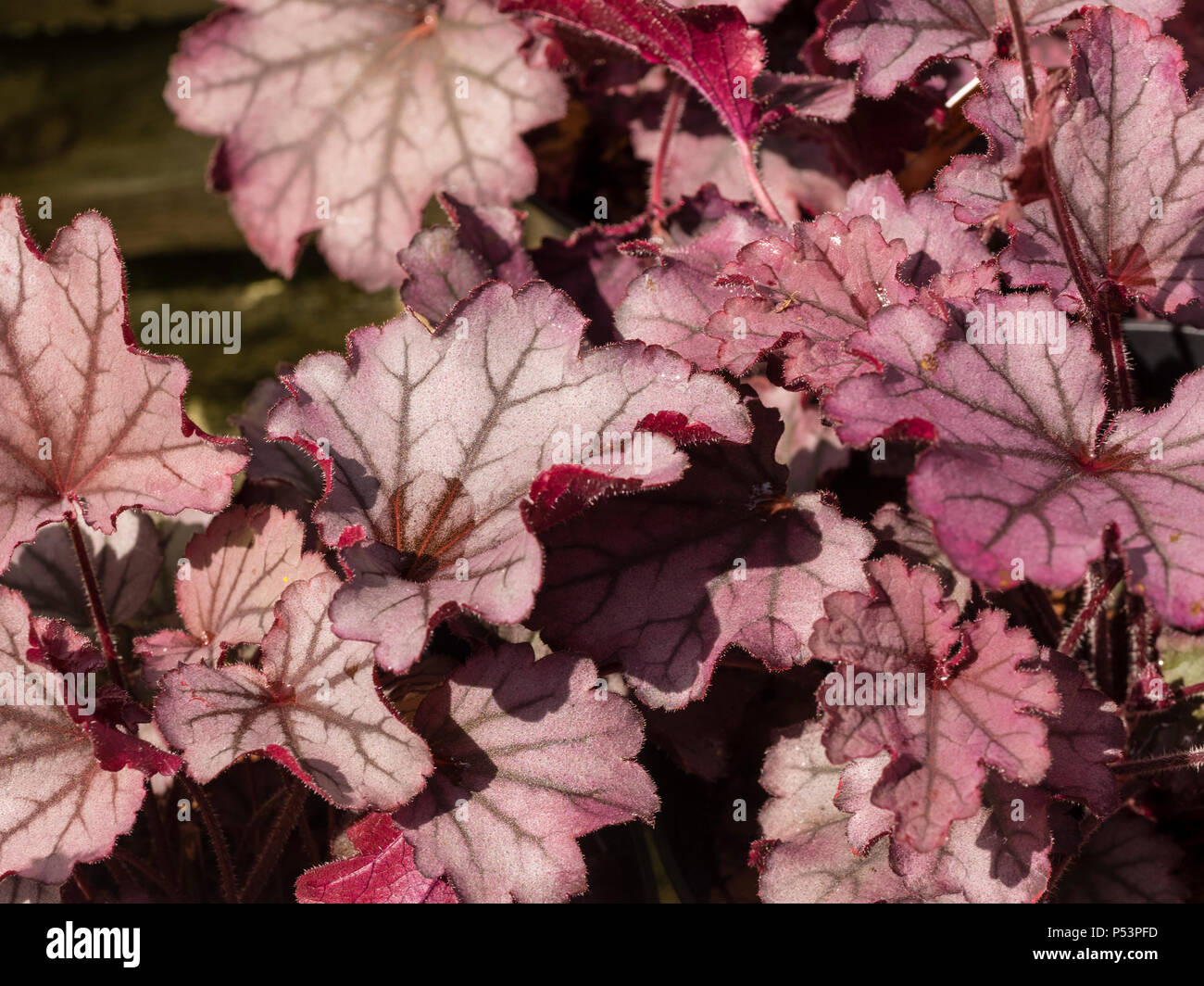 Red and silver evergreen foliage of the evergreen perennial coral bells, Heuchera 'Sugar Berry'  (Little Cutie Series) Stock Photo