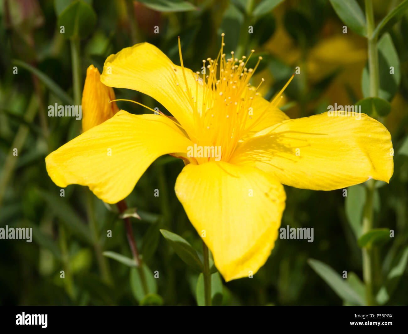Long stamens and bright yellow petals of the hardy, dwarf, sub-shrub, Mount Olympus St John's wort, Hypericum olympicum Stock Photo