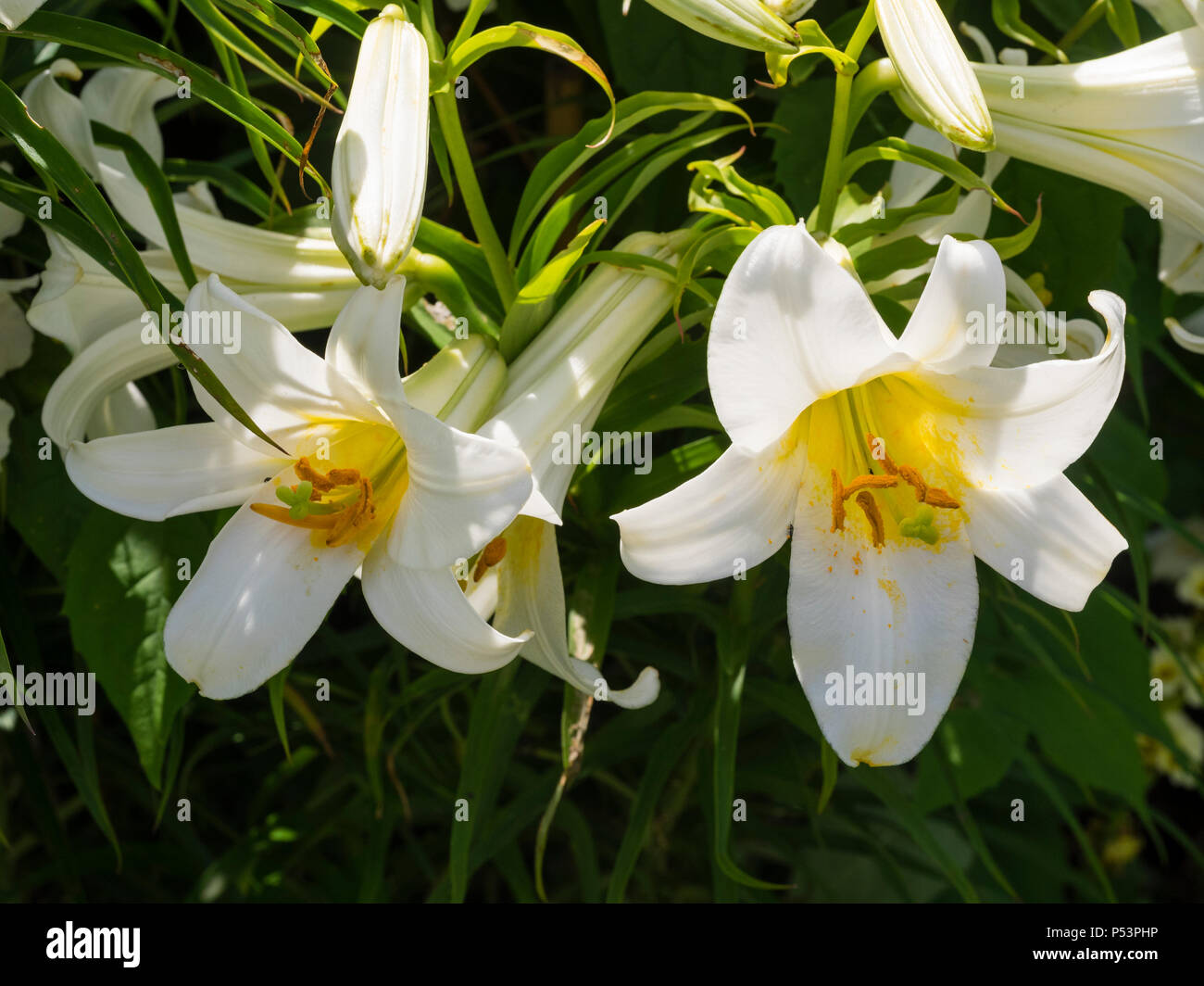White, summer flowering for, of the trumpet regal lily, Lilium regale 'Album' Stock Photo