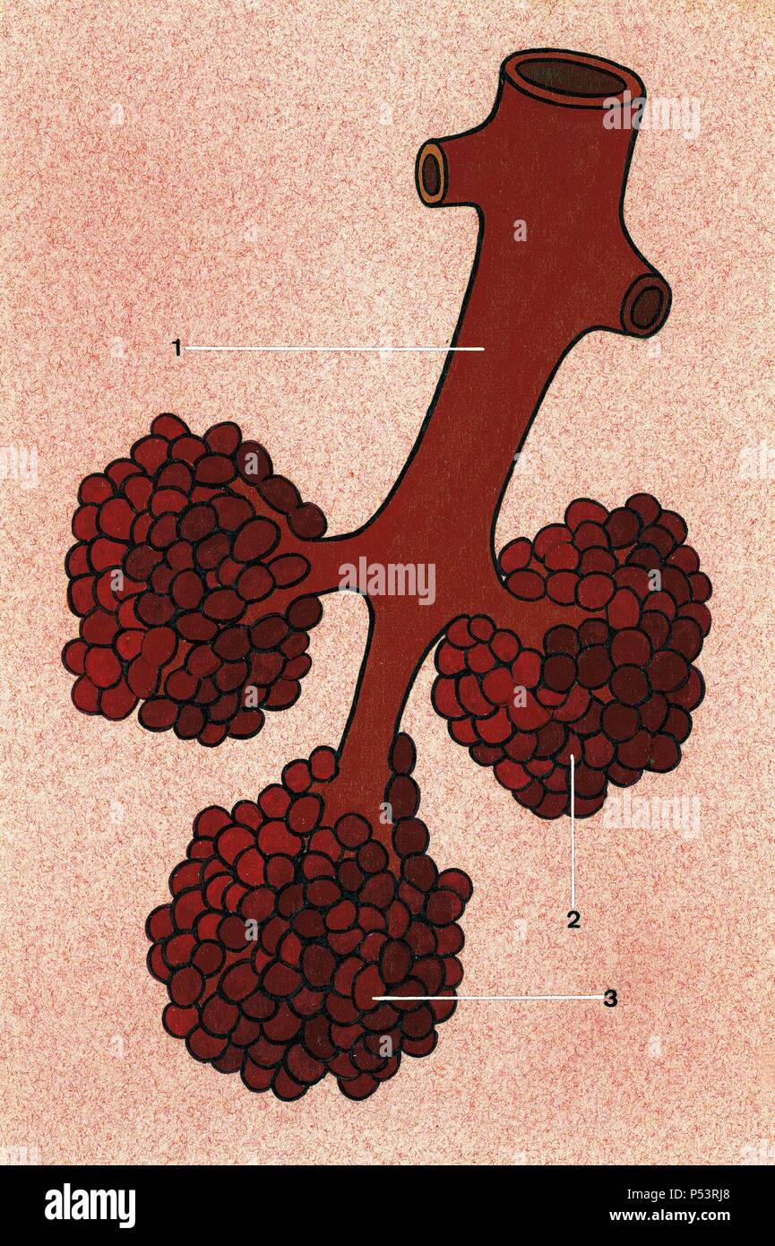 Respiratory system. Schematic drawing. Termination of a bronchiole in three pulmonary alveoli. 1. Bronchiole 2. Alveoli 3.Pulmonary blebs. Drawing. Color. Stock Photo