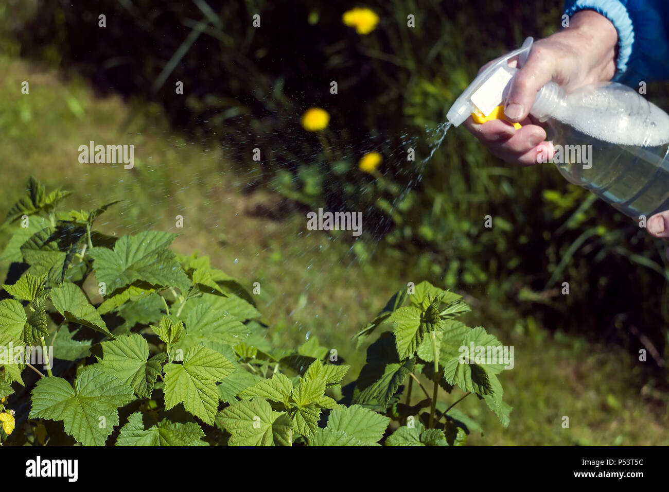 Fighting aphids in the garden using a pesticide solution Stock Photo
