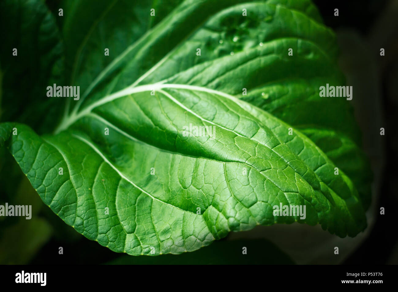 Napa cabbage leaf Stock Photo