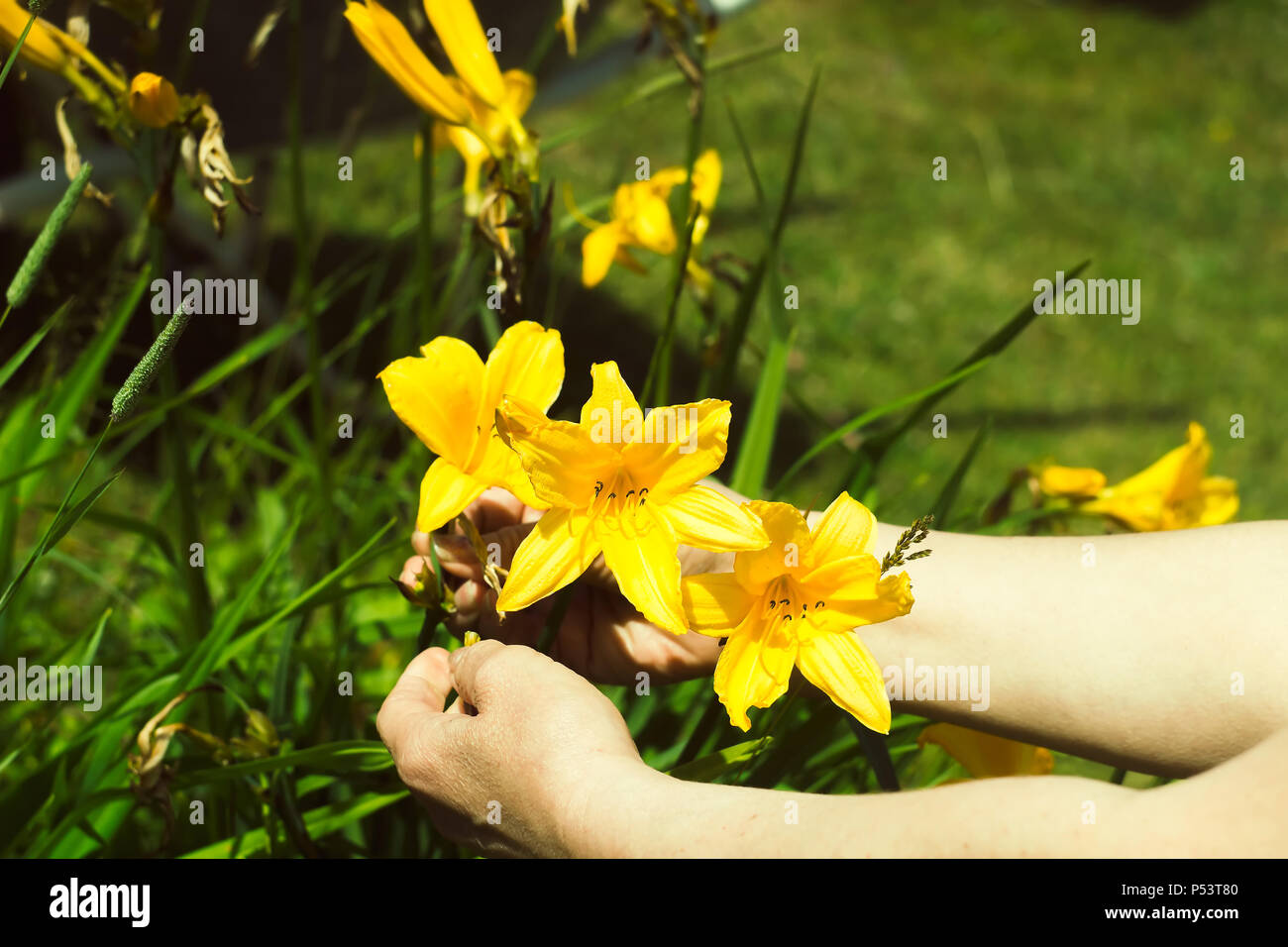 Irises in the garden Stock Photo