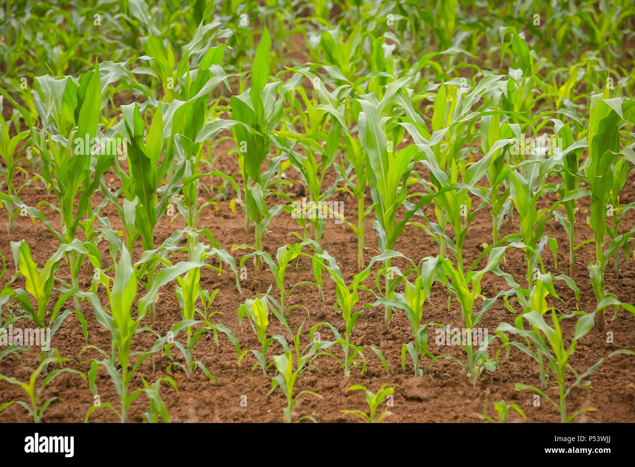 A view of a young corn field Stock Photo - Alamy