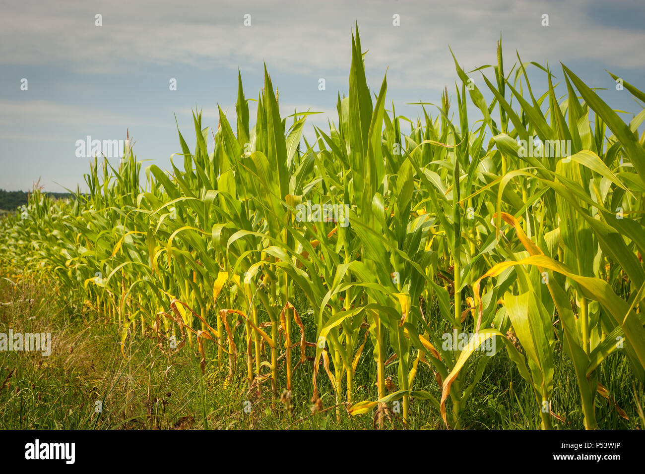 Green young corn foliage hi-res stock photography and images - Alamy