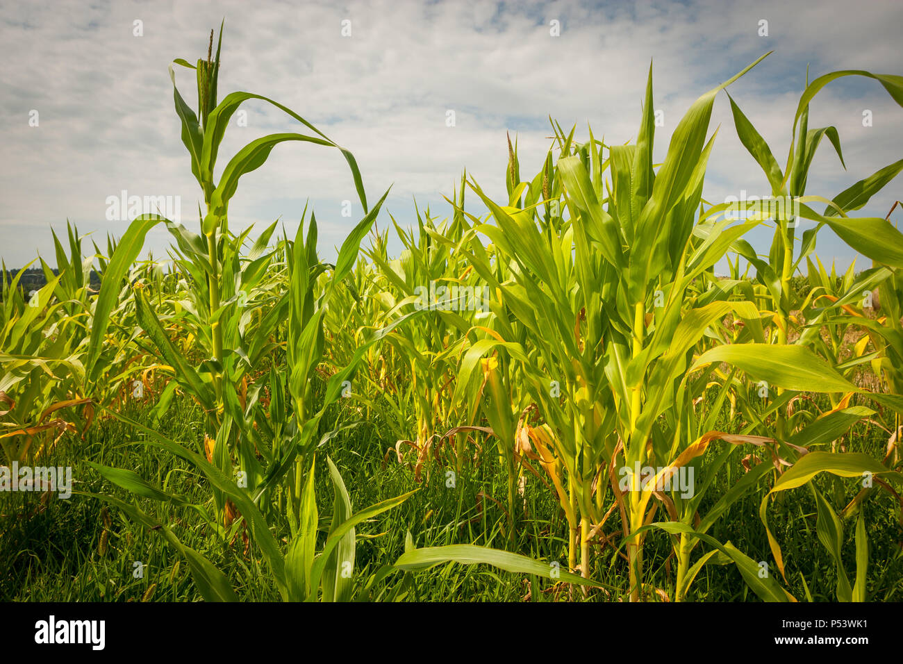 A view of a young corn field Stock Photo - Alamy