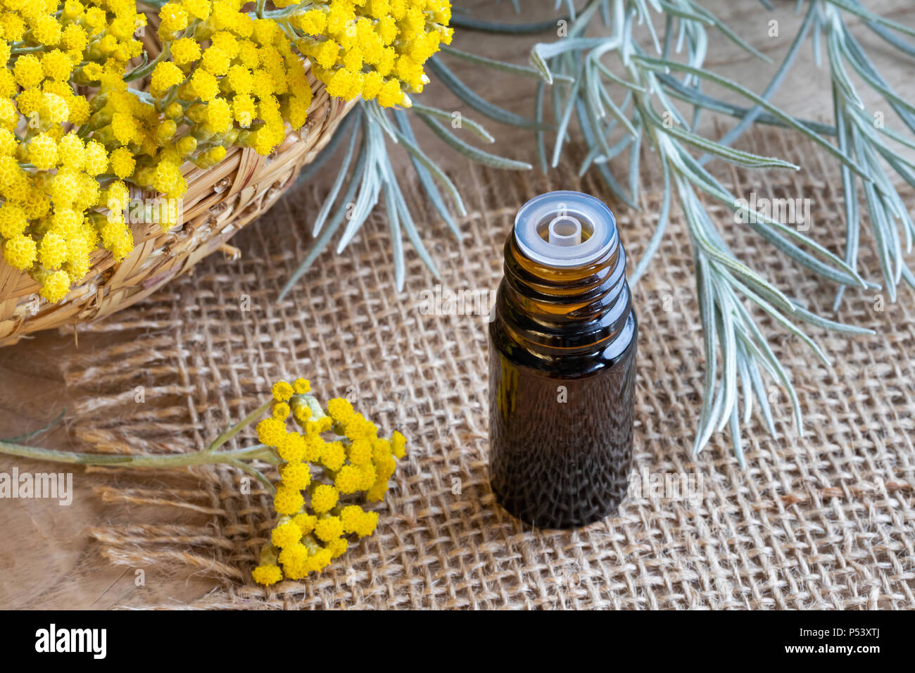 A bottle of essential oil with fresh blooming helichrysum italicum plant Stock Photo