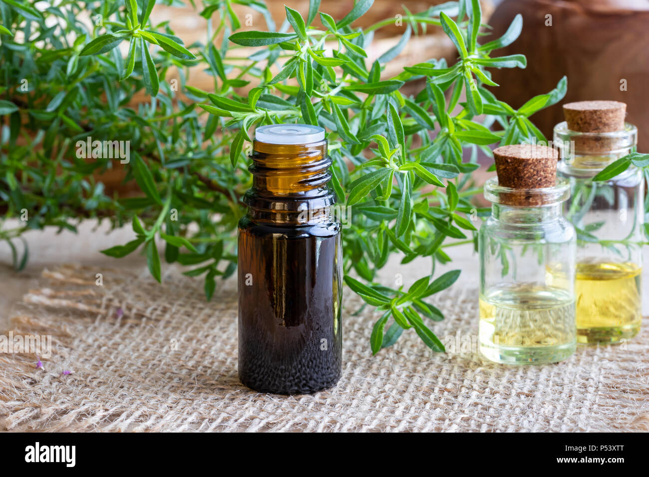 A bottle of mountain savory essential oil with fresh Satureja montana plant Stock Photo