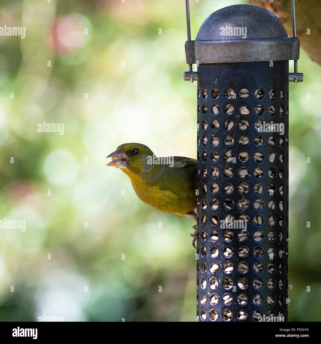 A Male Greenfinch Clinging to A Bird Feeder Hanging from a Flowering Cherry Tree Eating Sunflower Hearts in a Garden in Alsager Cheshire England UK Stock Photo