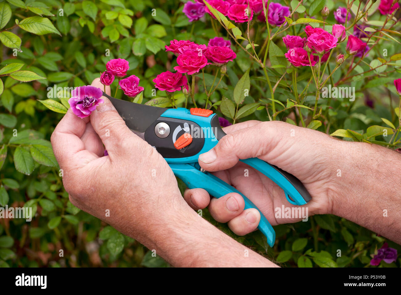 Cutting flower heads hires stock photography and images Alamy