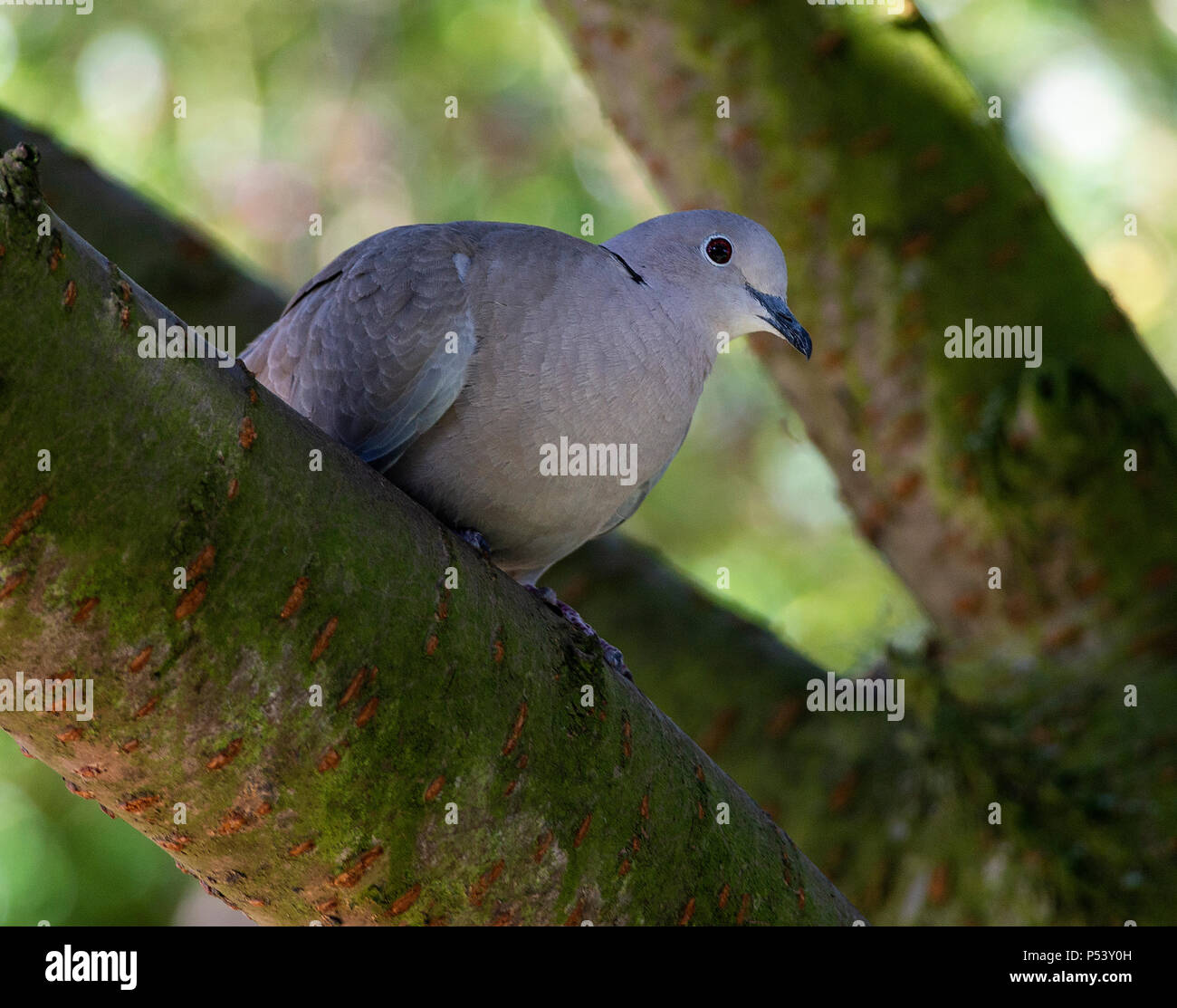 Adult Collared Dove Perching in a Flowering Cherry Tree in a Garden at
