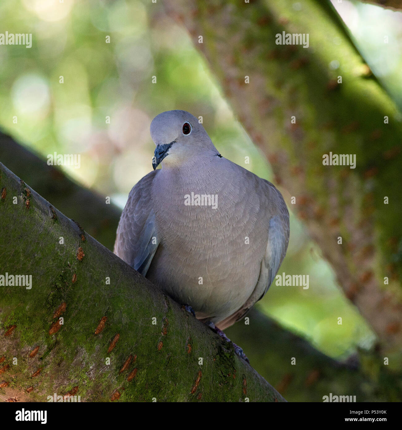 Adult Collared Dove Perching in a Flowering Cherry Tree in a Garden at Alsager Cheshire England