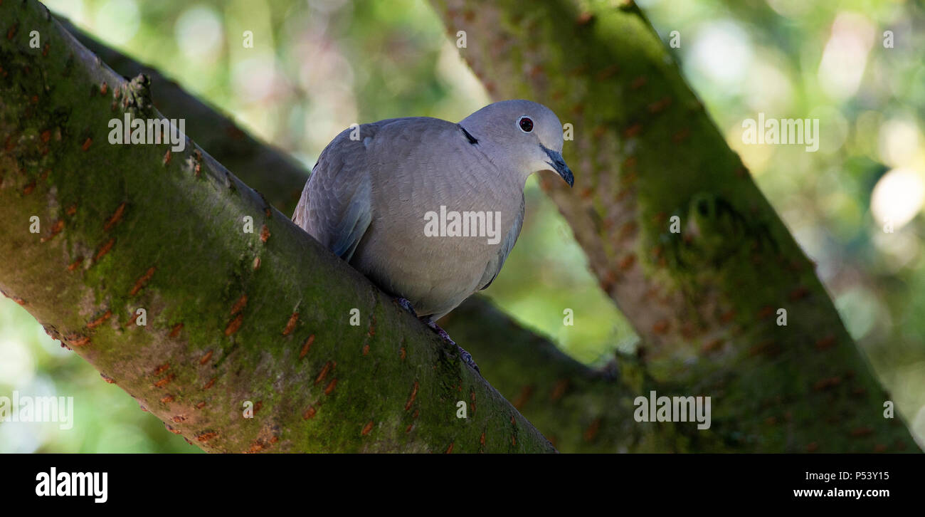 Adult Collared Dove Perching in a Flowering Cherry Tree in a Garden at Alsager Cheshire England
