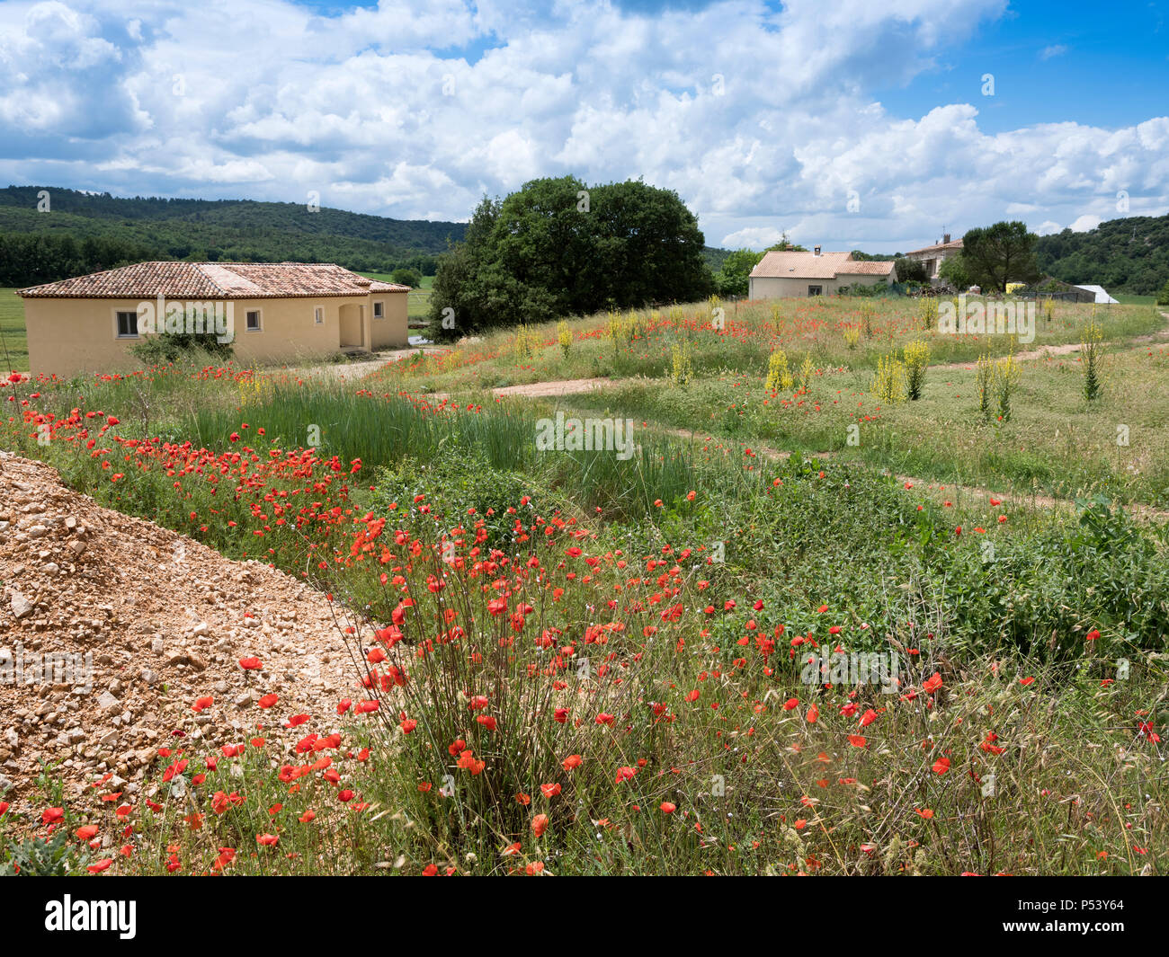 red poppy flowers and old provence house in rural south france landscape Stock Photo