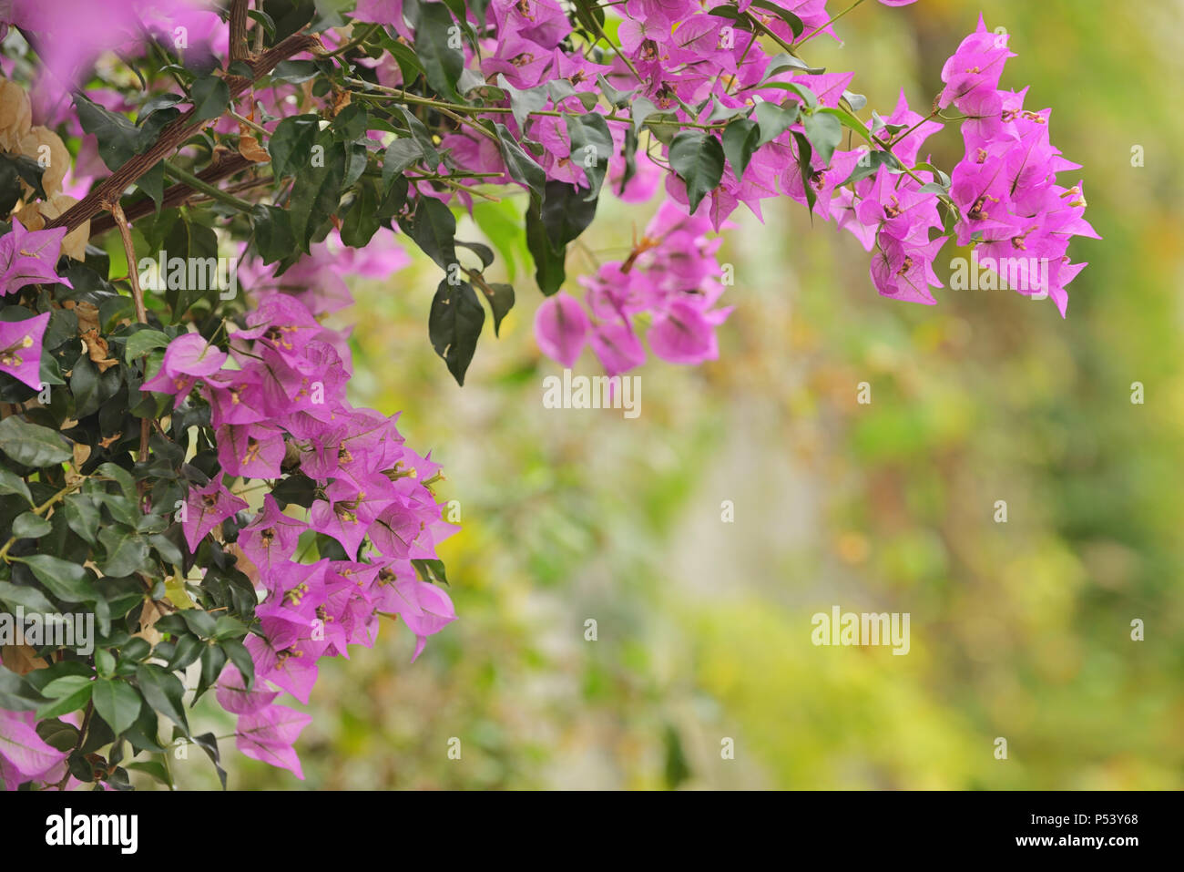 Purple bougainvillea flowers in garden Stock Photo Alamy
