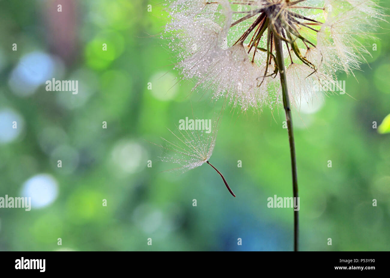 Macro Dew drops on a dandelion seed Stock Photo