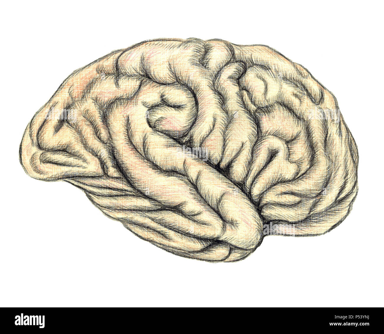 Sketch Brain Stock Illustrations – 15,031 Sketch Brain Stock Illustrations,  Vectors & Clipart - Dreamstime