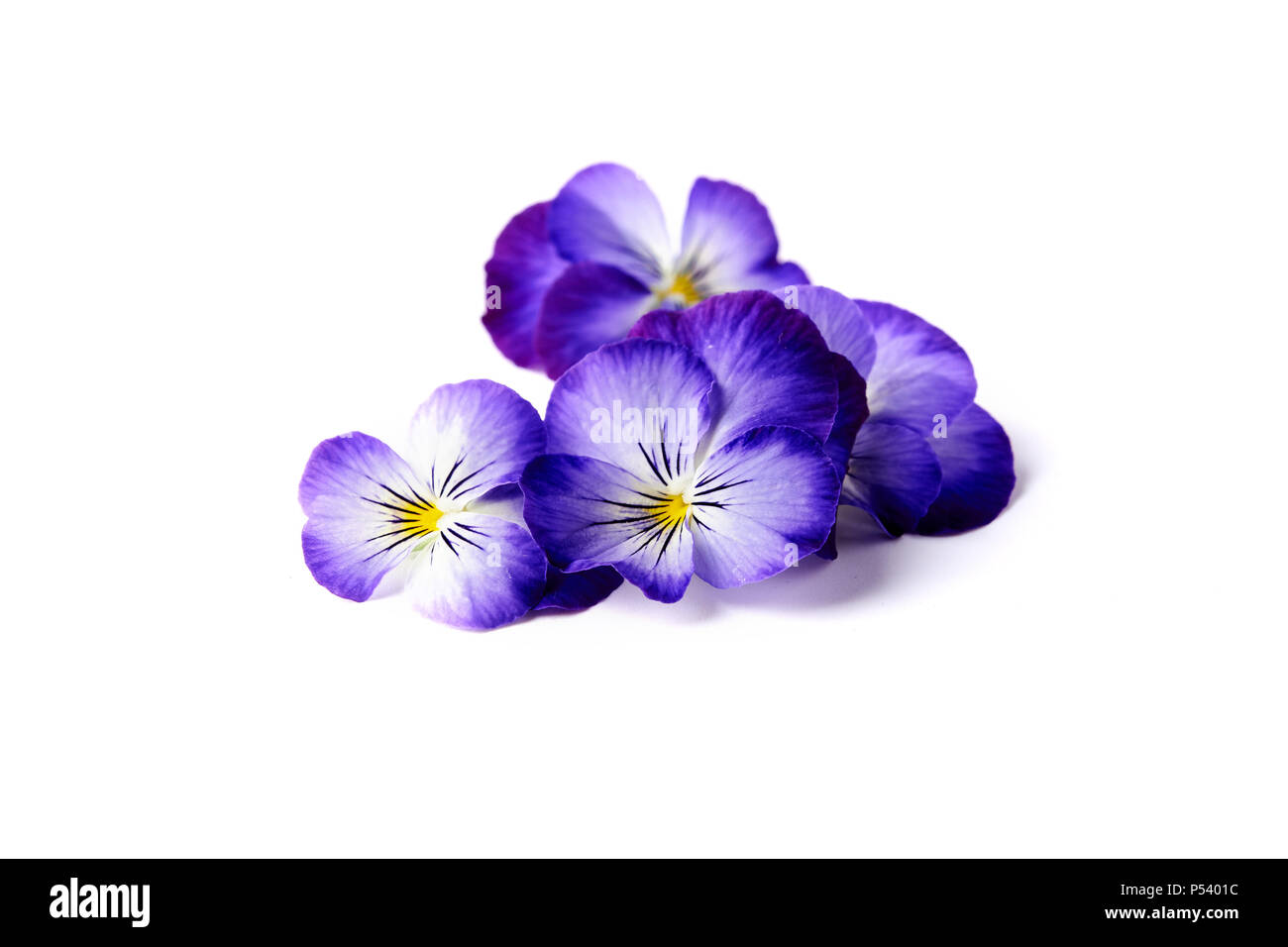 viola blue flowers isolated on white background Stock Photo