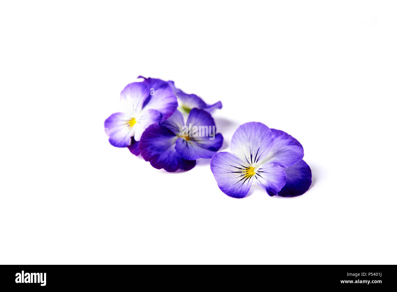 viola blue flowers isolated on white background Stock Photo