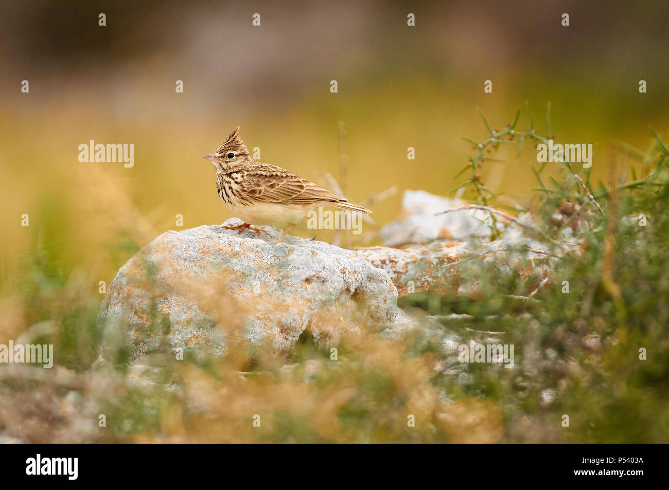 Iberian Thekla's lark (Galerida theklae theklae) over a stone wall in Can Marroig in Ses Salines Natural Park (Formentera, Balearic islands, Spain) Stock Photo