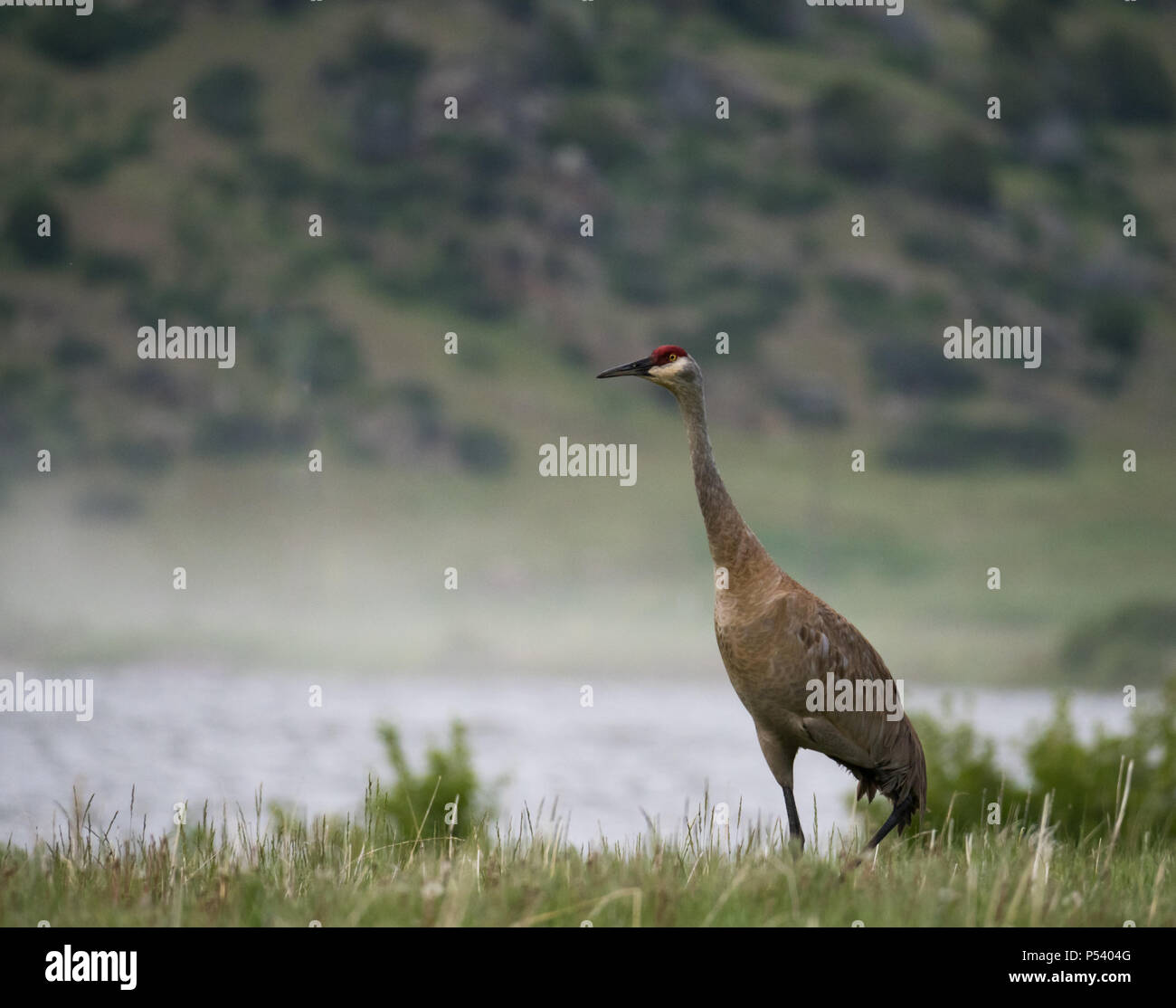 A single adult sandhill crane with tan and gray feathers and a crimson cap standing in a field with a river in the background. Shallow depth of field. Stock Photo