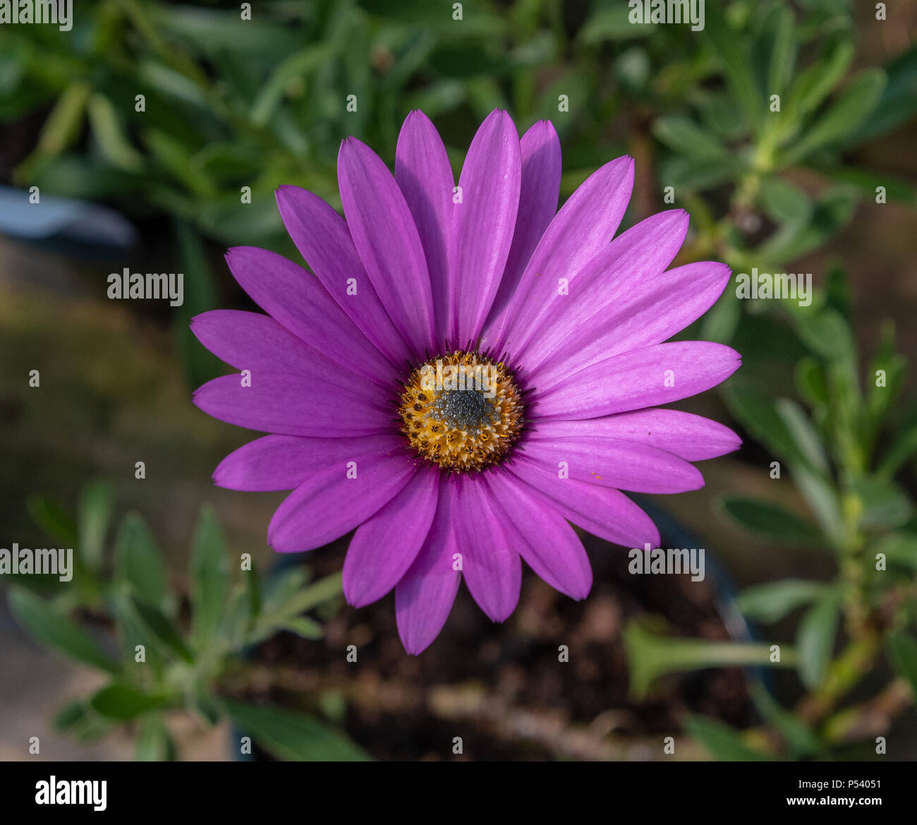 Pink African Daisy (Osteospermum jucundum) flower bloom Stock Photo