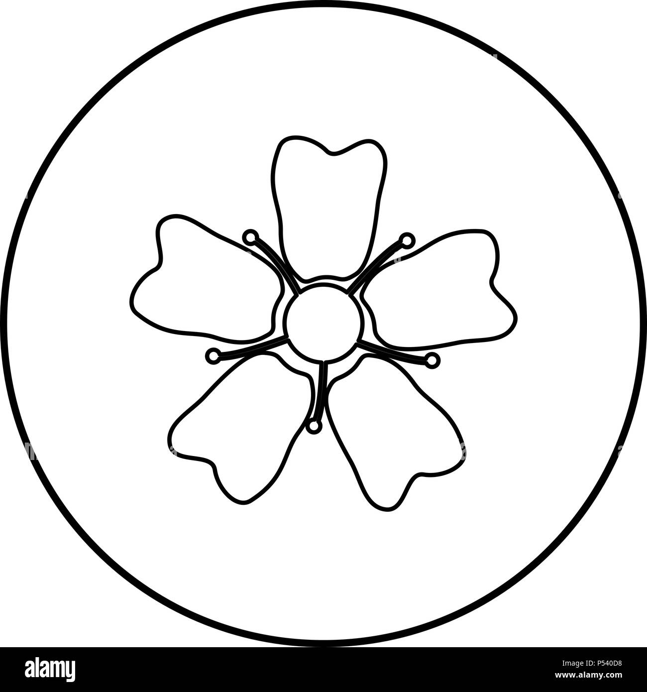 Sakura flower Black and White Stock Photos & Images Alamy