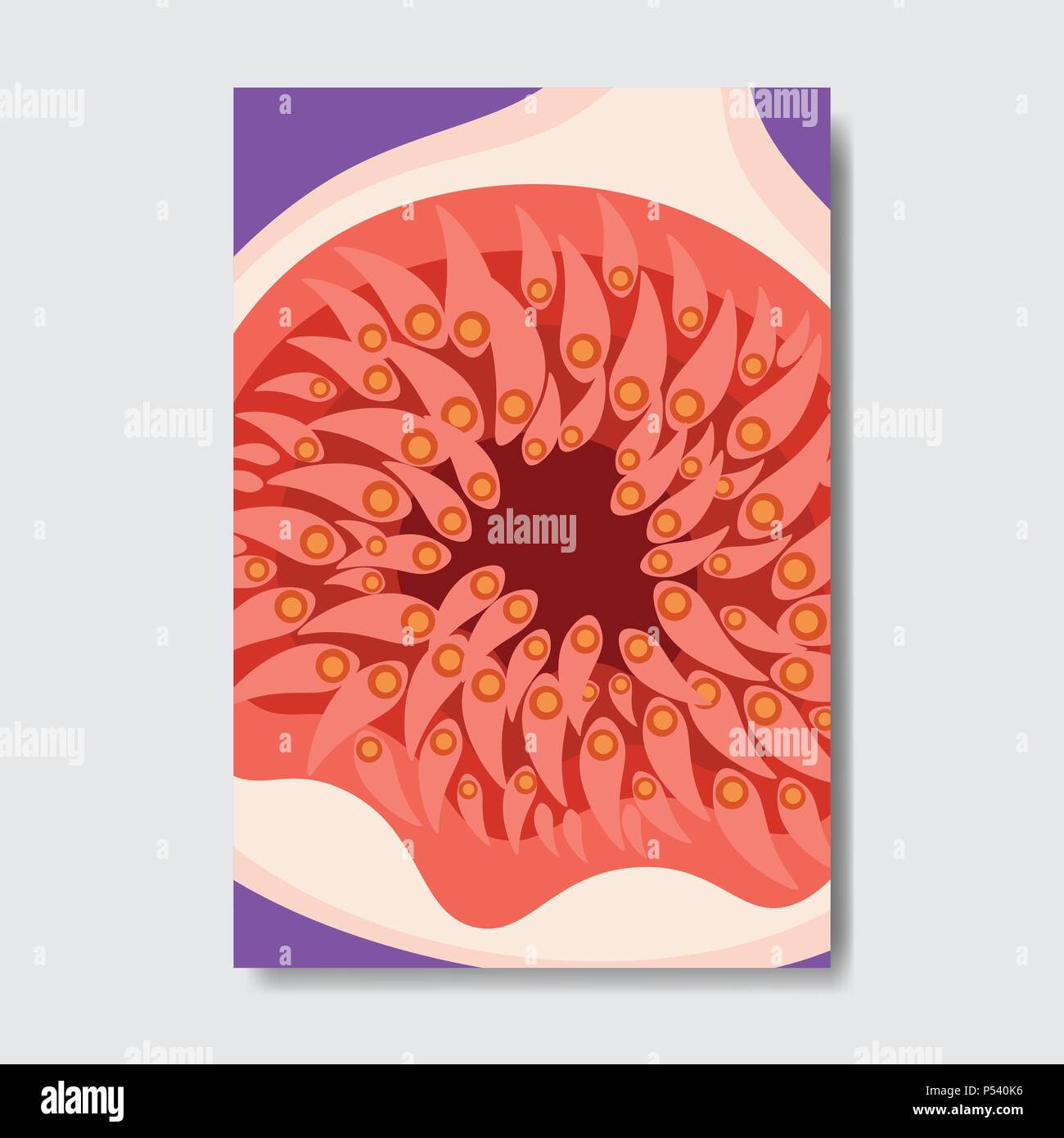 cut fig template card, slice fresh fruit poster on white background, magazine cover vertical layout brochure poster, flat design, healthy lifestyle or diet concept Stock Vector