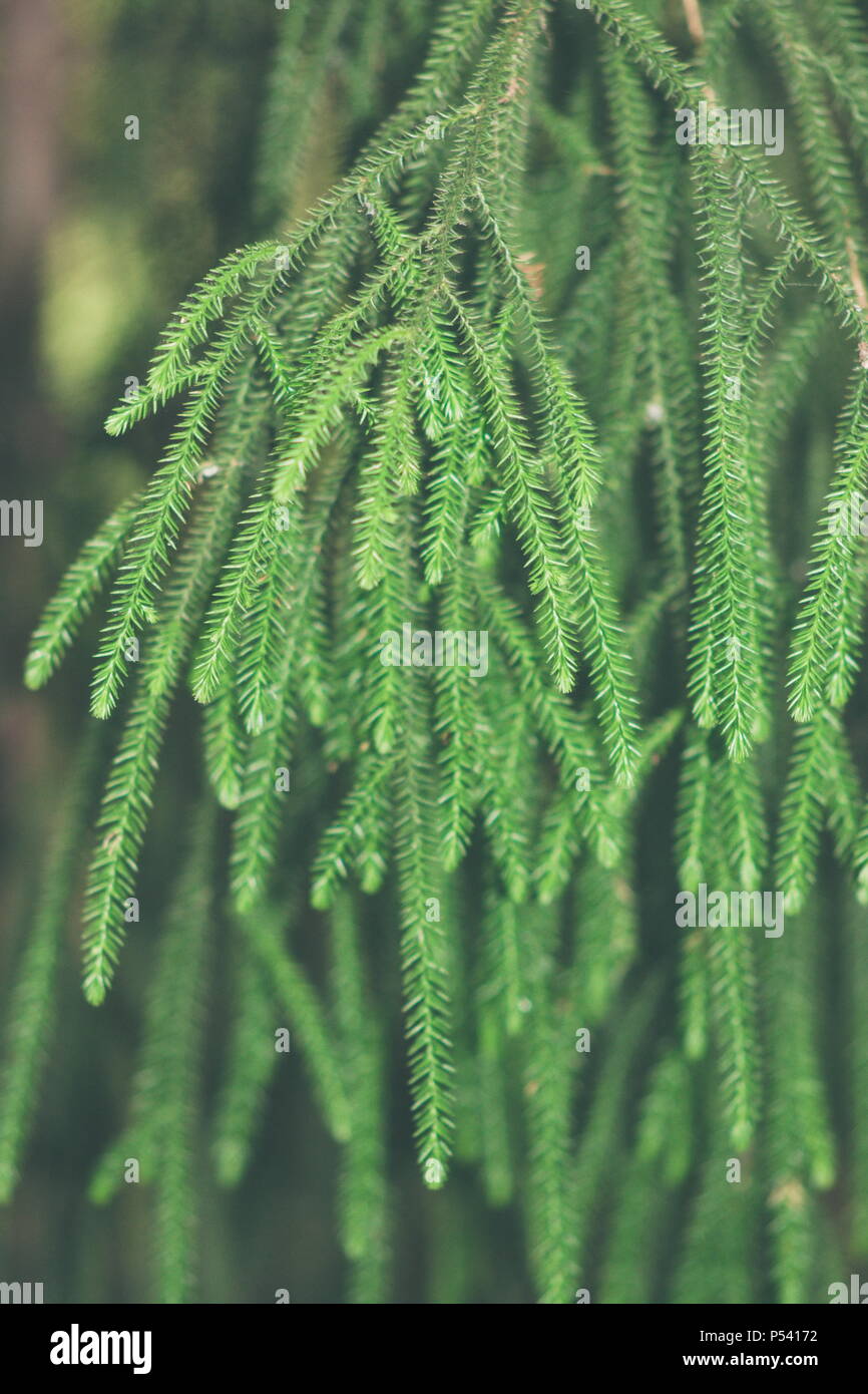 Close up image of the distinctive hanging leaves of a New Zealand Rimu Tree Dacrydium cupressinum Stock Photo