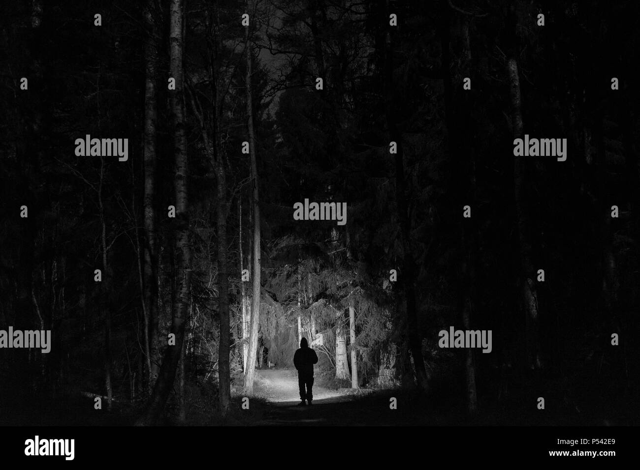 Man standing in dark forest at night with flashlight and hoodie on head. Mystical and abstract outdoor photo of Swedish nature and landscape at winter Stock Photo
