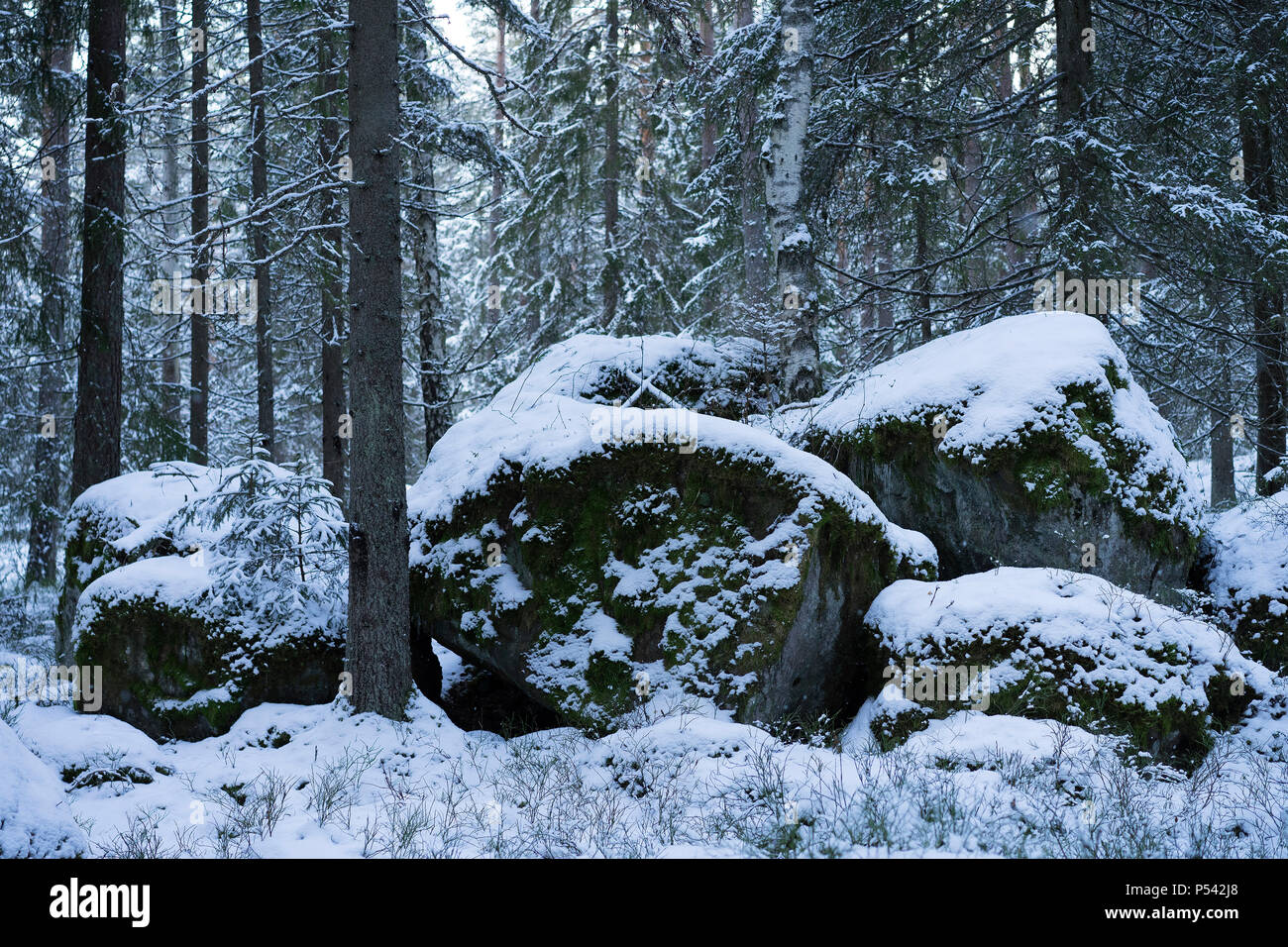 Beautiful nature and landscape photo of snowy winter forest in Sweden  Scandinavia. Nice, peaceful dusk evening with trees and snow Stock Photo -  Alamy
