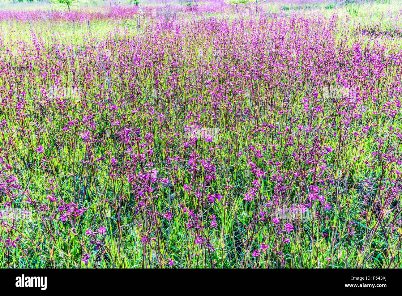 Blossoming field. It is a lot of blossoming carnations. Stock Photo