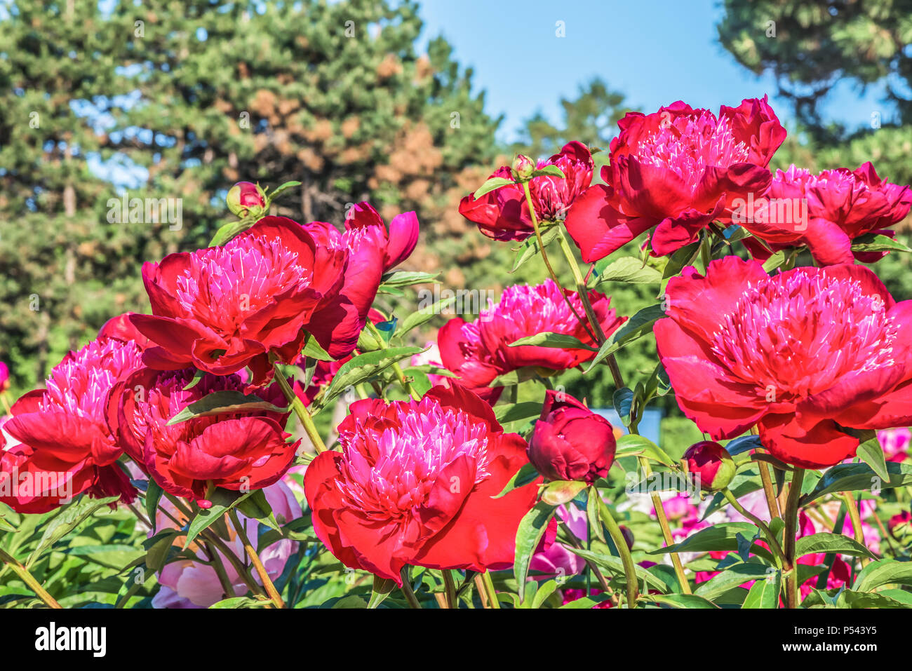 a bush of pink peonies in a botanical garden Stock Photo - Alamy