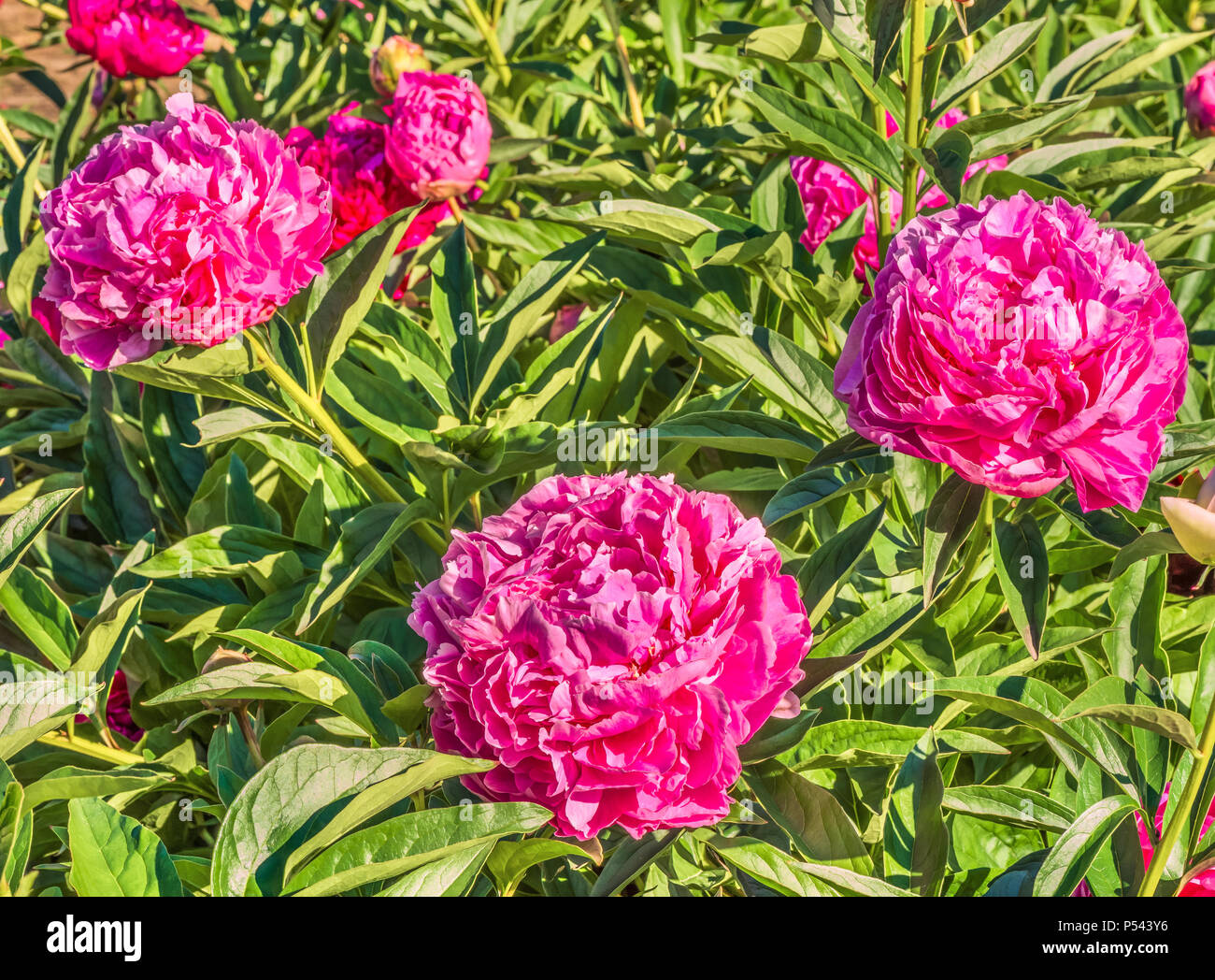 a bush of pink peonies in a botanical garden Stock Photo