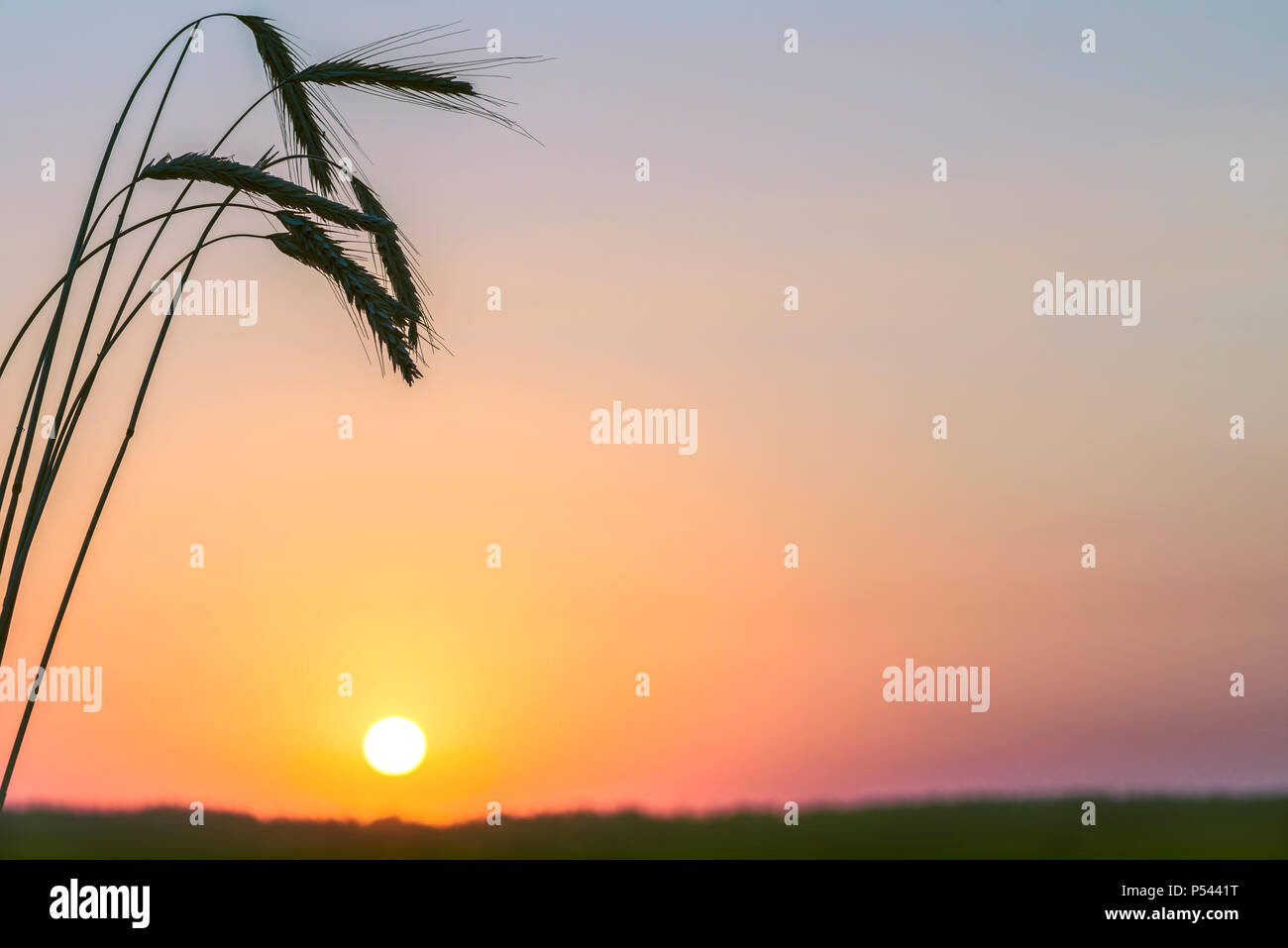Spikelets of wheat against the background of dawn in the field. Stock Photo