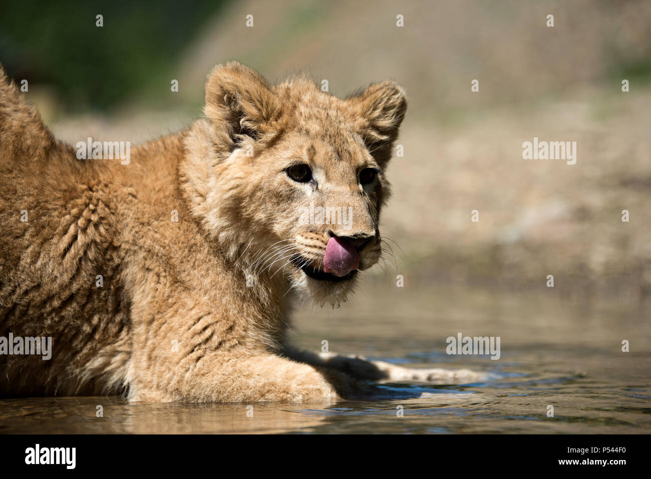 Close young lion cub drink water Stock Photo