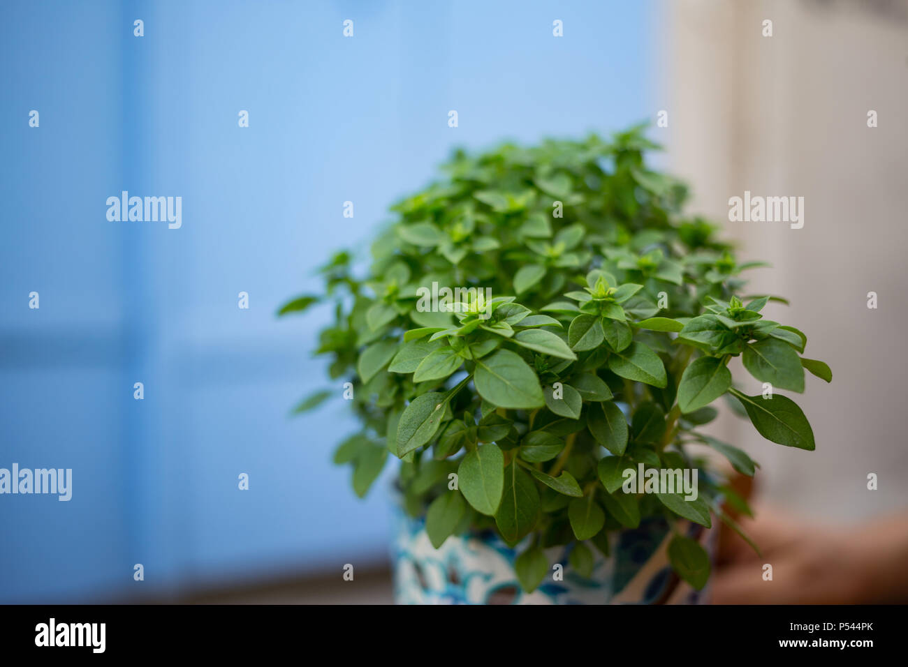 Fresh basilicum in a flowerpot. Green leaves of basil plant. Blur blue background, close up, space for text. Stock Photo