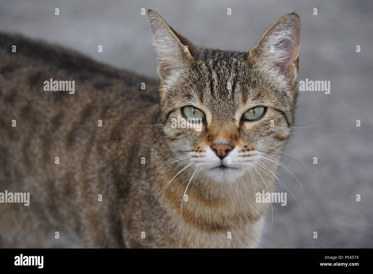 grey tabby female cat, house cat, Germany Stock Photo