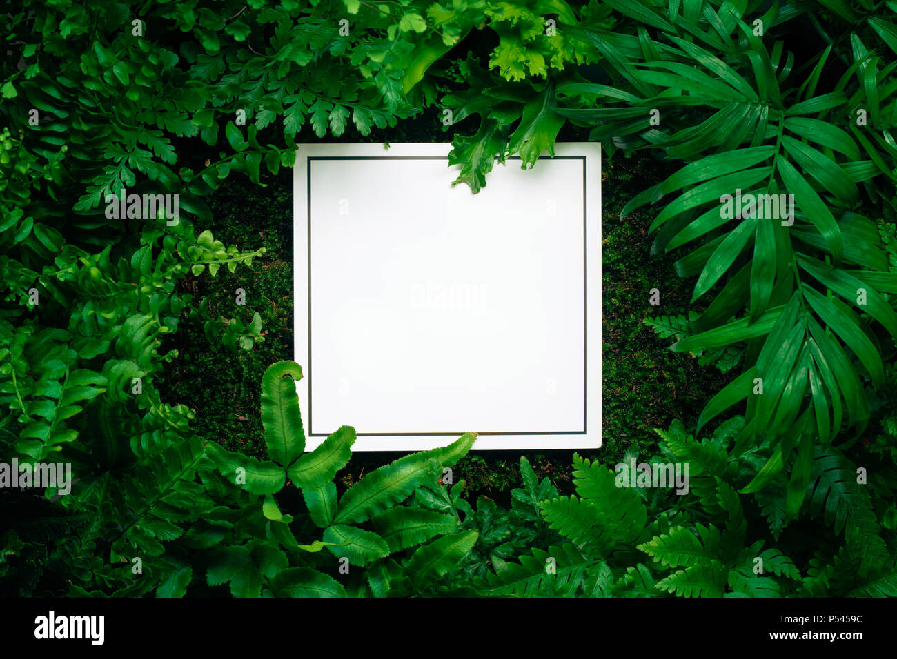 Blank card in fern leaves Stock Photo