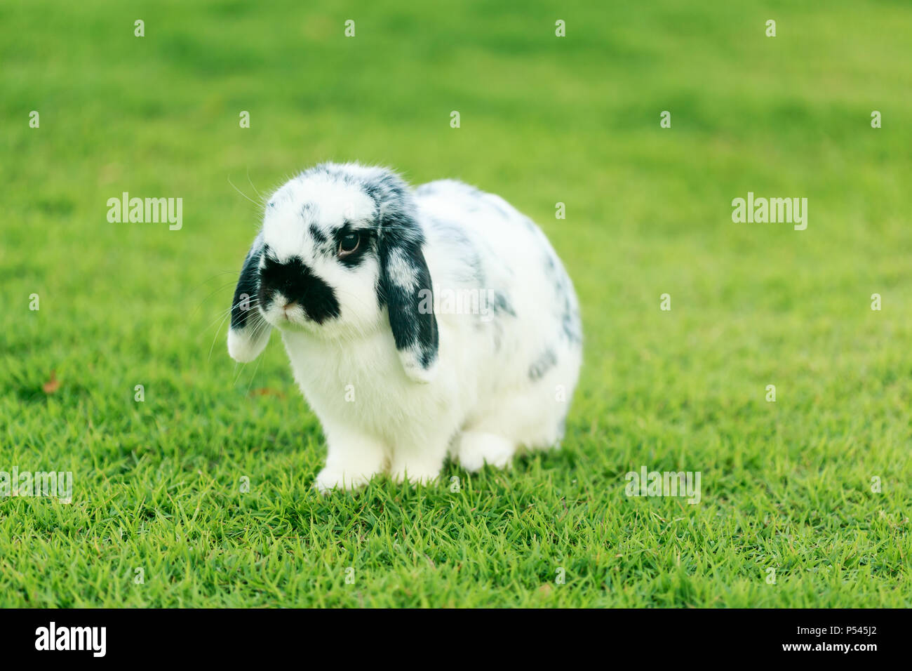Holland Lop rabbit on the green grass field Stock Photo