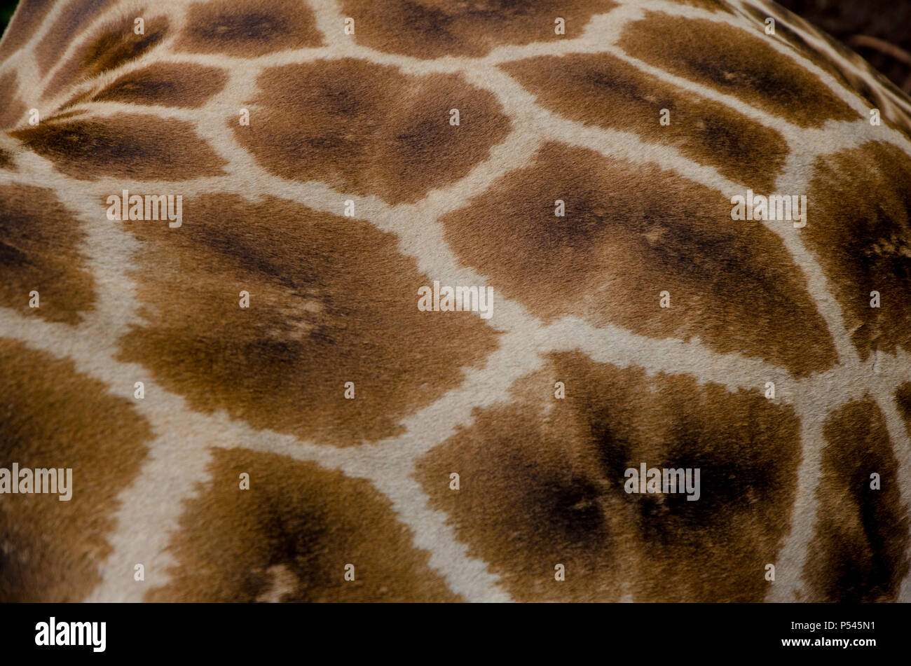 Patterned brown markings on a giraffe close up, Nairobi, Kenya, East Africa Stock Photo