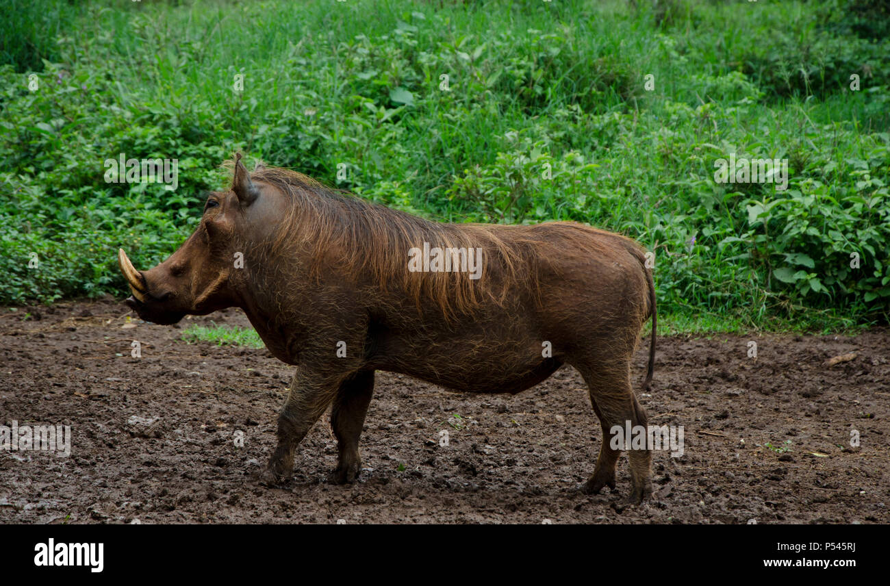 Warthog wandering in a wildlife sanctuary near Nairobi, Kenya, Africa Stock Photo
