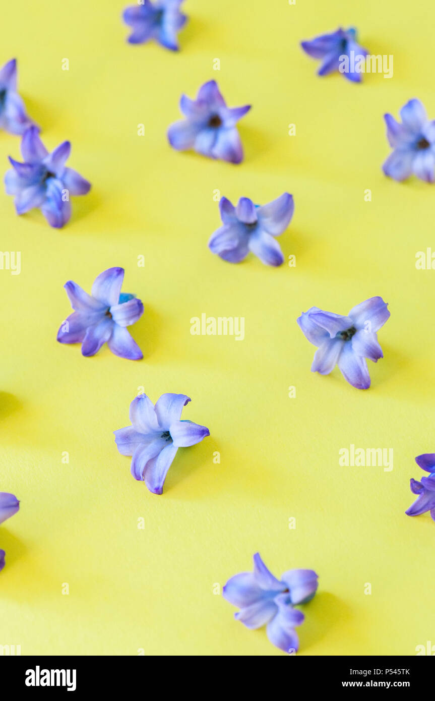 Violet petals of hyacinth flower on a yellow background. Top view and square image. Stock Photo