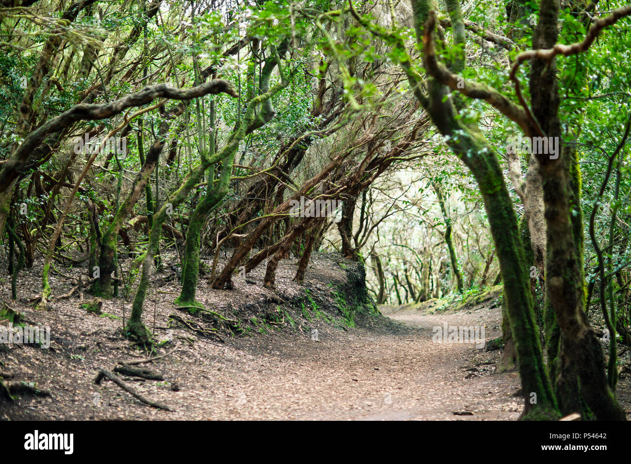 Road in laurel forest. Nature background. Anaga Country Park, Biosphere Reserve, Tenerife, Canary islands, Spain Stock Photo
